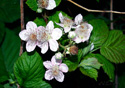 Rubus procerus